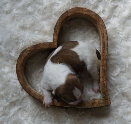 Kromfohrländer vom Lambachtal