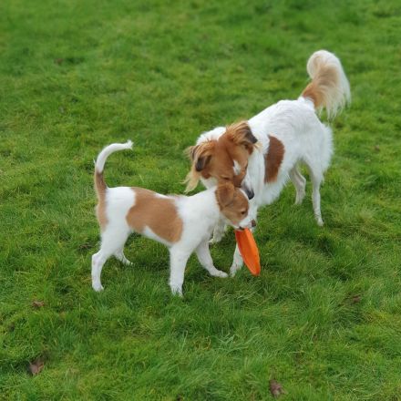 Kromfohrländer vom Lambachtal