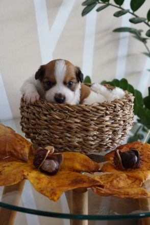 Kromfohrländer vom Lambachtal