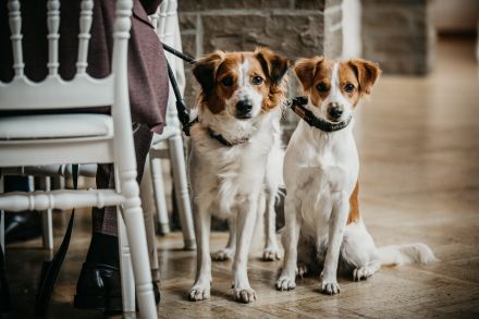Kromfohrländer vom Lambachtal