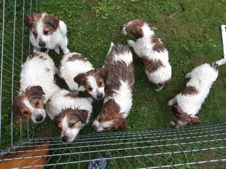 Kromfohrländer vom Lambachtal