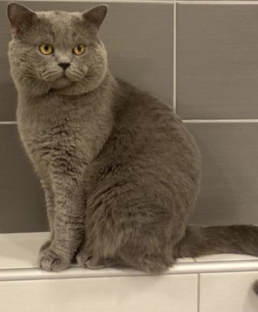 Deckkater Bkh im Blau