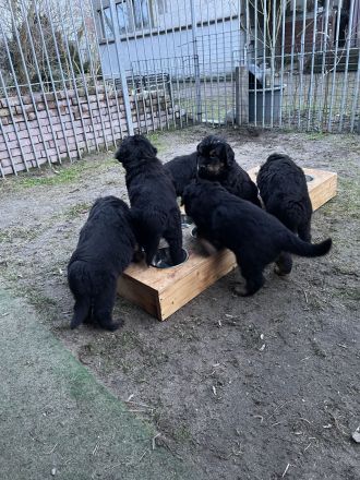 Hovawarte von Doberow