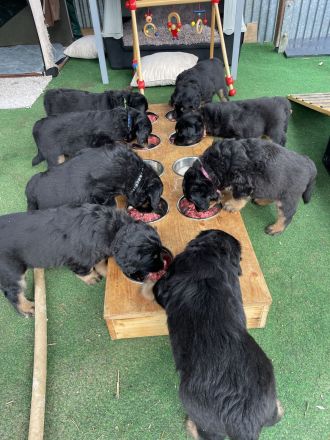 Hovawarte von Doberow