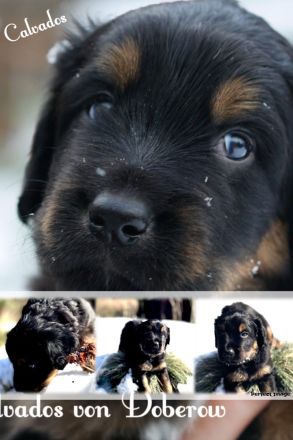 Hovawarte von Doberow