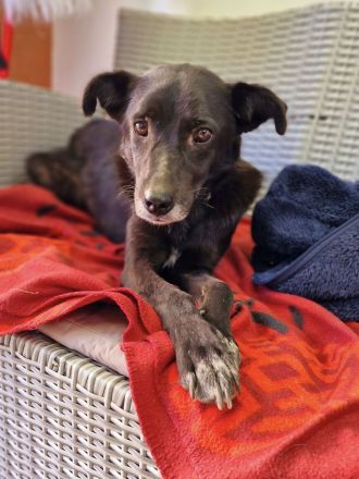 Aurora, freundlich und menschenbezogen, sucht ihr Zuhause