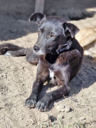 Aurora, freundlich und menschenbezogen, sucht ihr Zuhause