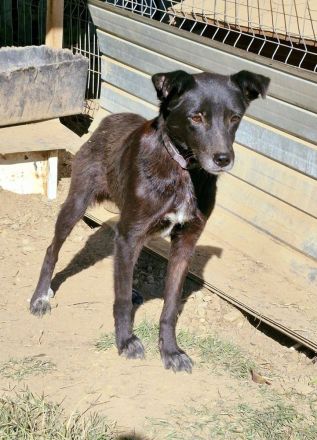 Aurora, freundlich und menschenbezogen, sucht ihr Zuhause