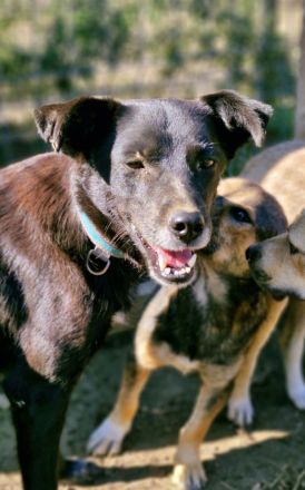 Aurora, freundlich und menschenbezogen, sucht ihr Zuhause