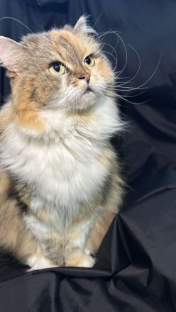 Wurfplanung reinrassige Sibirische Katzen ohne Papiere