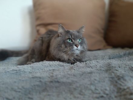 Wurfplanung reinrassige Sibirische Katzen ohne Papiere