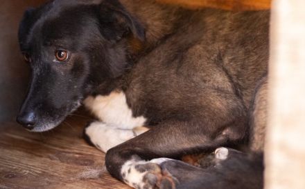 Hier kommt die bezaubernde Venus