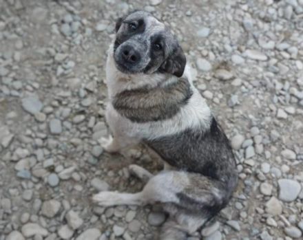 Zuckersüße Überlebenskünstlerin Malka sucht ihr Für-Immer-Zuhause.