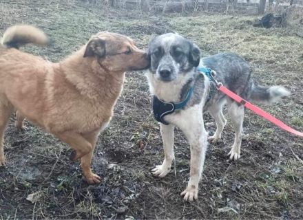 Zuckersüße Überlebenskünstlerin Malka sucht ihr Für-Immer-Zuhause.