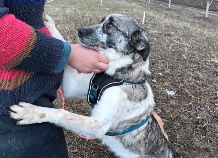 Zuckersüße Überlebenskünstlerin Malka sucht ihr Für-Immer-Zuhause.