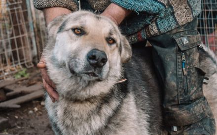 Akelas treuem Blick kann man nicht wiederstehen. Er sucht ein Zuhause.