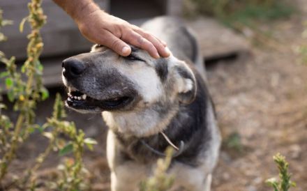 Akela ´s Treuem Blick kann man nicht wiederstehen. Er sucht ein Zuhause.