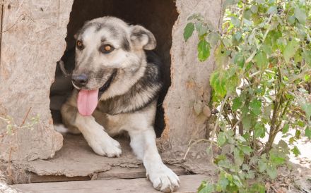 Akela ´s Treuem Blick kann man nicht wiederstehen. Er sucht ein Zuhause.