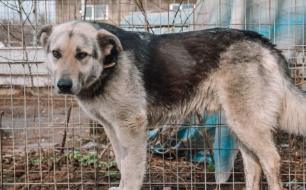 Akela ´s Treuem Blick kann man nicht wiederstehen. Er sucht ein Zuhause.