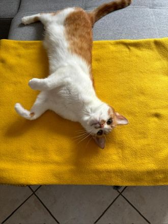 Maja wünscht sich ein liebevolles Zuhause