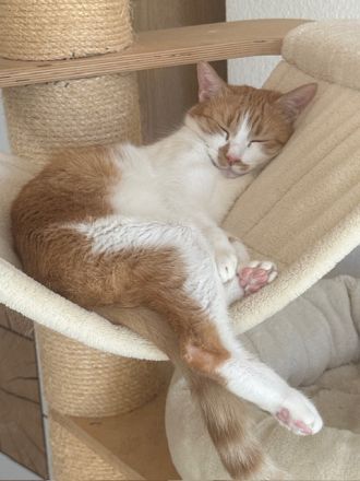 Maja wünscht sich ein liebevolles Zuhause