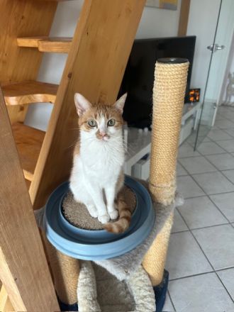 Maja wünscht sich ein liebevolles Zuhause