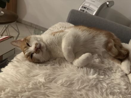 Maja wünscht sich ein liebevolles Zuhause