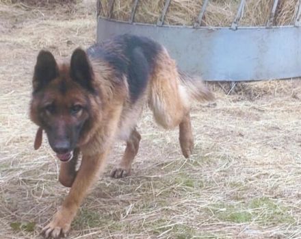 Obacht, Schäferhund-Fans! Hier kommt Mr.Nice Guy!