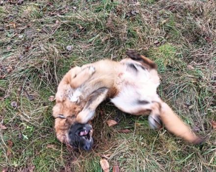 Obacht, Schäferhund-Fans! Hier kommt Mr.Nice Guy!