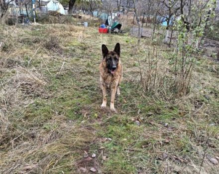 Obacht, Schäferhund-Fans! Hier kommt Mr.Nice Guy!