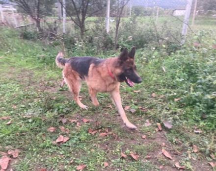 Obacht, Schäferhund-Fans! Hier kommt Mr.Nice Guy!