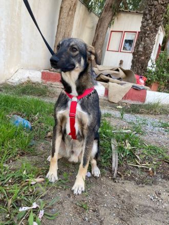 Mokka - Wo ist mein sicherer Hafen ?