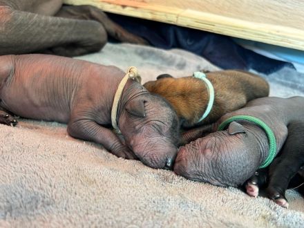 Mexikanische haarlose Welpen-Xoloitzcuintle