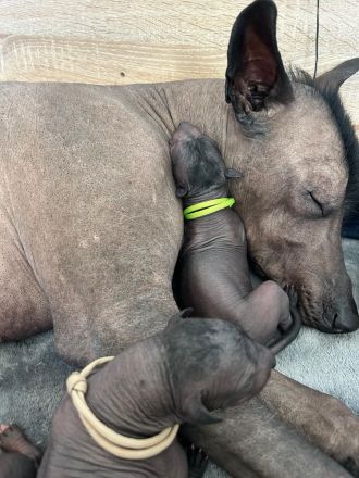Mexikanische haarlose Welpen-Xoloitzcuintle