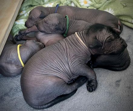 Mexikanische haarlose Welpen-Xoloitzcuintle