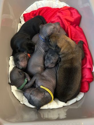 Mexikanische haarlose Welpen-Xoloitzcuintle