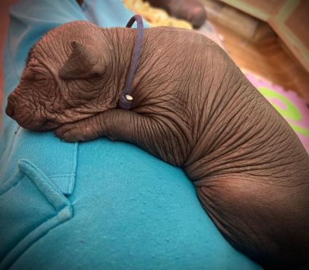 Mexikanische haarlose Welpen-Xoloitzcuintle