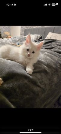 Reinrassige Maine Coon Kitte