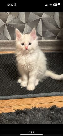 Reinrassige Maine Coon Kitte