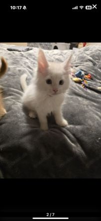 Reinrassige Maine Coon Kitte