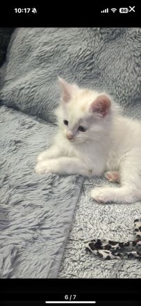 Reinrassige Maine Coon Kitte