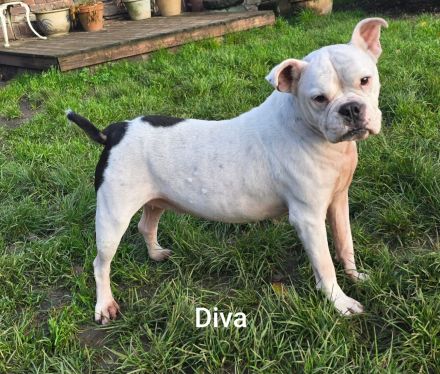 Diva sucht tierfreie Zone
