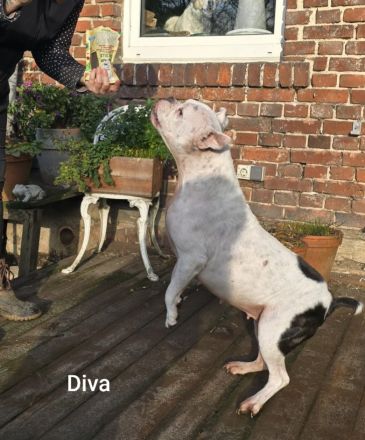 Diva sucht tierfreie Zone