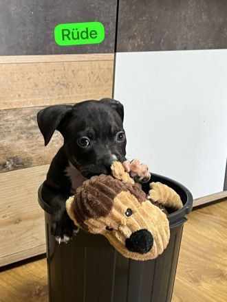 American Pocket Bully