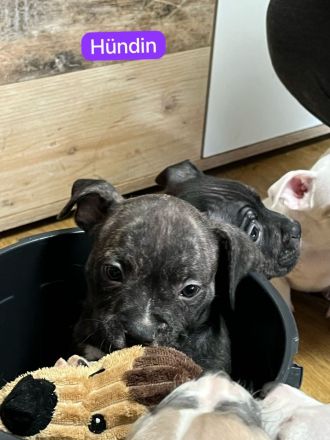 American Pocket Bully