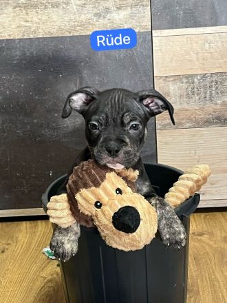 American Pocket Bully