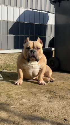 American Pocket Bully