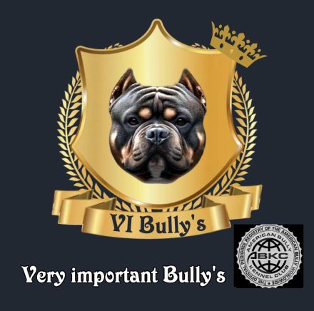 American Pocket Bully