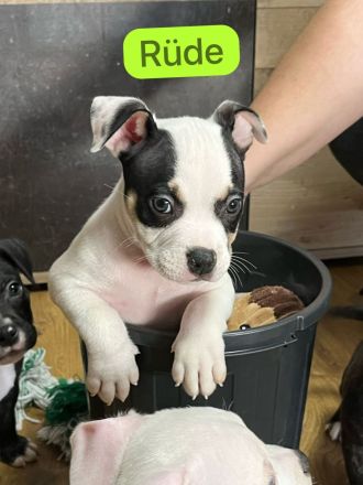 American Pocket Bully