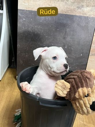 American Pocket Bully